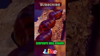 ¡Descubre Las Serpientes Mas Grandes Del Planeta 🐍 serpientes vidasalvaje snake [upl. by Roice]