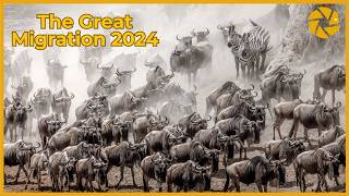 The Great Migration 2024 [upl. by Artinak]