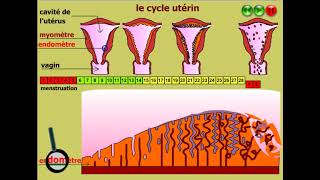 cycle de lendomètre [upl. by Noit]