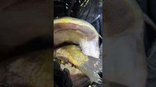 Wels am Baggersee frisst XXL Fisch 😱‼️ ANGLER TAGEBUCH 110 raubfischangeln welsangeln shorts [upl. by Newlin]