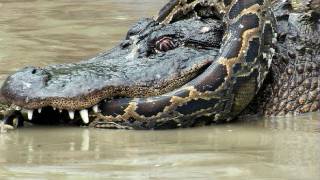 Python vs Alligator 11  Real Fight  Python attacks Alligator [upl. by Heimlich]