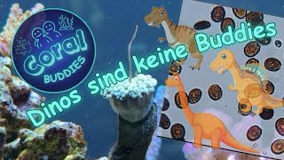 Dinoflagellaten erfolgreich bekämpft  CoralBuddies way [upl. by Kendell]