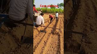 Cane planting farming sugarcane sugarplant shortvideo [upl. by Barvick89]