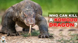 6 Animals That Could Defeat A Komodo Dragon [upl. by Nagaek]