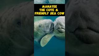 Manatee  The Cute amp Friendly Sea Cow shorts [upl. by Eednus]