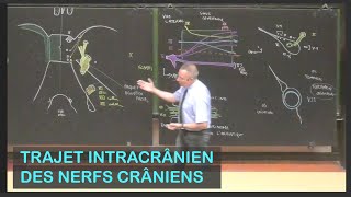 Anatomie du trajet intracrânien des nerfs crâniens Neuroanatomie 15 [upl. by Crispen188]