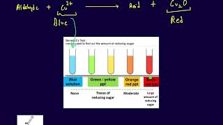 Benedict Solution Test [upl. by Modla]