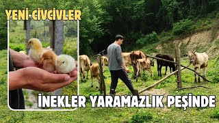 Civcivlerimiz Çıktı  Çiftlikte Son Durum [upl. by Woody]