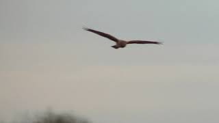 Hen Harrier ringtail Wicken Fen Cambridgeshire 4th January 2020 [upl. by Hnirt]