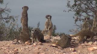 Südafrika  Erdmännchen Safari in der Buffelsdrift Game Lodge [upl. by Ytsihc]