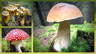 Traumhafte Pilze im Fichtenwald😍🍄Steinpilze Pfifferlinge amp mehr  Pilze sammeln im November 2023 [upl. by Elleiand]