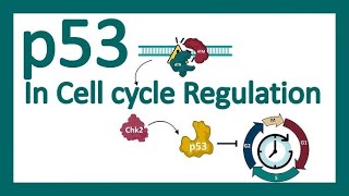 BIO Molecular  Mechanisms For Conversion Of ProtoOncogenes To Oncogenes amp p53 Gene [upl. by Ehav377]