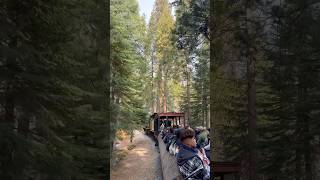 Yosemite mountain sugar pine railroad travel shorts shortvideo [upl. by Anna-Maria]