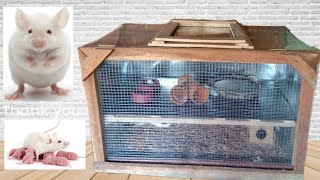 DIY AMAZING RAT CAGE  Easy and Safe [upl. by Pride]