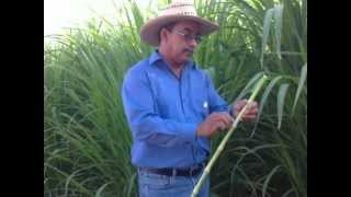 UABCS clase Raul Murillo cultivo de maralfalfa 05072012 [upl. by Adnauqaj]