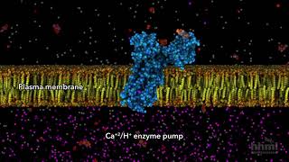 ATP in Use  HHMI BioInteractive Video [upl. by Lowrie]