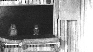 Wild Pair of Great Horned Owls Hooting [upl. by Atikal]