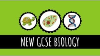 The Breathing System Ventilation and Gas Exchange in the Lungs  91 GCSE Biology [upl. by Ahtabbat]