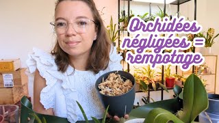 Session Rempotage amp Papotage  Orchidées Tolomnias et Phalaenopsis 🌸 [upl. by Leroj]