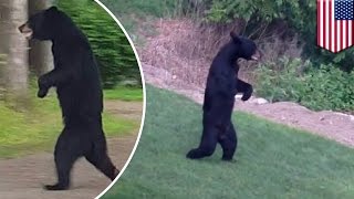 Pedals the bear shot dead Bear famous for walking on two legs killed during hunt  TomoNews [upl. by Willetta506]