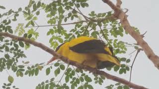 Blacknaped Oriole Oriolus chinensis [upl. by Ellata]