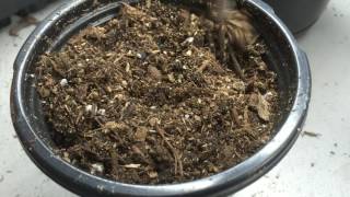 Prairie Turnip Psoralea esculenta Germination Methods  Ninja Gardening  Episode 3 [upl. by Livesay]