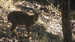 The Himalayan goral in Chail Wildlife Sanctuary Solan Himachal Pradesh [upl. by Eveineg]