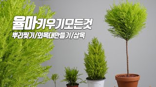 율마 키우기 모든것물주기 뿌리찢기외목대 수형 만들기  삽목하기  홈가드닝 아파트정원 HomeGardening Everything about Raising Wilma [upl. by Dloreg]