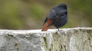 Plumbeous Water Redstart [upl. by Gneh]