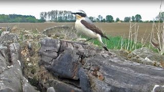 Tah bělořitů šedých Oenanthe oenanthe Northern Wheatear [upl. by Jeannine610]