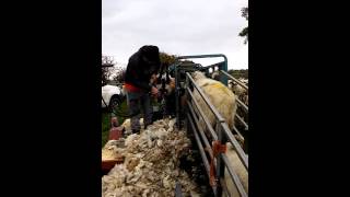 Ewe crutching with peakhill sheep handler [upl. by Etti]