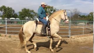 Zingaro PM Andalusian PRE Perlino Stallion Baile  Rancho Rivera [upl. by Felder]