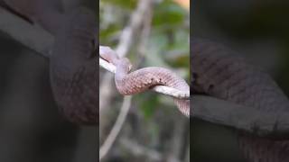 hump nost pit viper hi antivanom snake [upl. by Cummins]