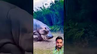 crocodilian animals wildlifefight hippo funny crocodile wildanimals trending [upl. by Iran]