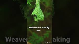 Weaver bird making nest weavers [upl. by Adnamaa]