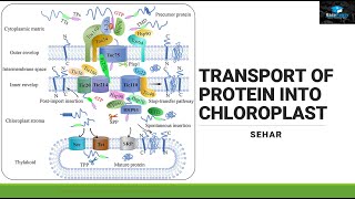 Protein Transport in Chloroplast [upl. by Churchill]