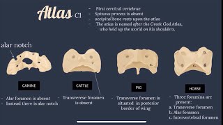 Axial  Comparative Vet Anatomy  Skeletal System  skull vertebral column ribs sternum hyoid [upl. by Eedebez]