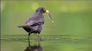 Blackbird Turdus merula ♂ catches a small Fish [upl. by Kalam]