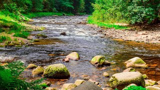 Sounds of Nature  Noise River and Forest Birds Singing 2 hours [upl. by Faustina39]