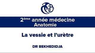 2eme Année médecine Anatomie La vessie et lurètre [upl. by Bendicta387]