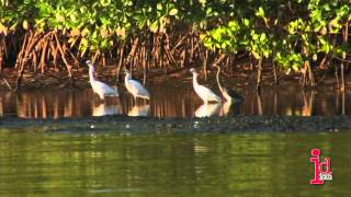 Caroni Swamp and Bird Sanctuary Trinidad and Tobago [upl. by Shore]