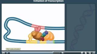 DNA transcription animation  Transcription initiation in prokaryotes [upl. by Nomyar464]