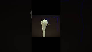 Lesser tubercle  Humerus IN A MINUTE [upl. by Hametaf717]