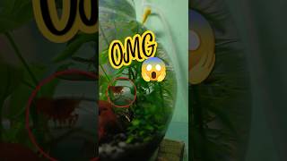 Mini SHRIMP in a FISH BOWL 🦐 Cute Pets Swimming in Circles fish fishtank [upl. by Maharg]