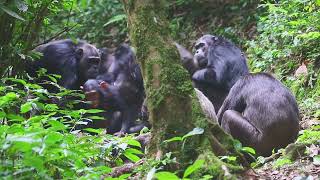 Nyungwe National Park Chimpanzee tracking [upl. by Sandler]