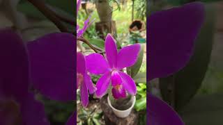 Cattleya violacia [upl. by Leonardo]