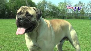 Bullmastiff Informationen zur Rasse [upl. by Amerd115]