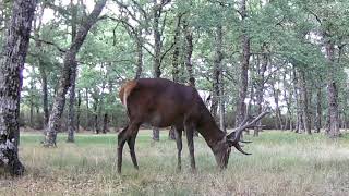 Impresionante ciervo Cervus elaphus atraviesa el robledal mientras se alimenta de hierba 100 [upl. by Eiggep]