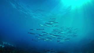 Ningaloo Dome Experience  WA Maritime Museum [upl. by Rocky245]