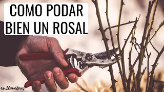 CÓMO PODAR BIEN UN ROSAL más crecimiento y más flores  en20metros [upl. by Nettle]